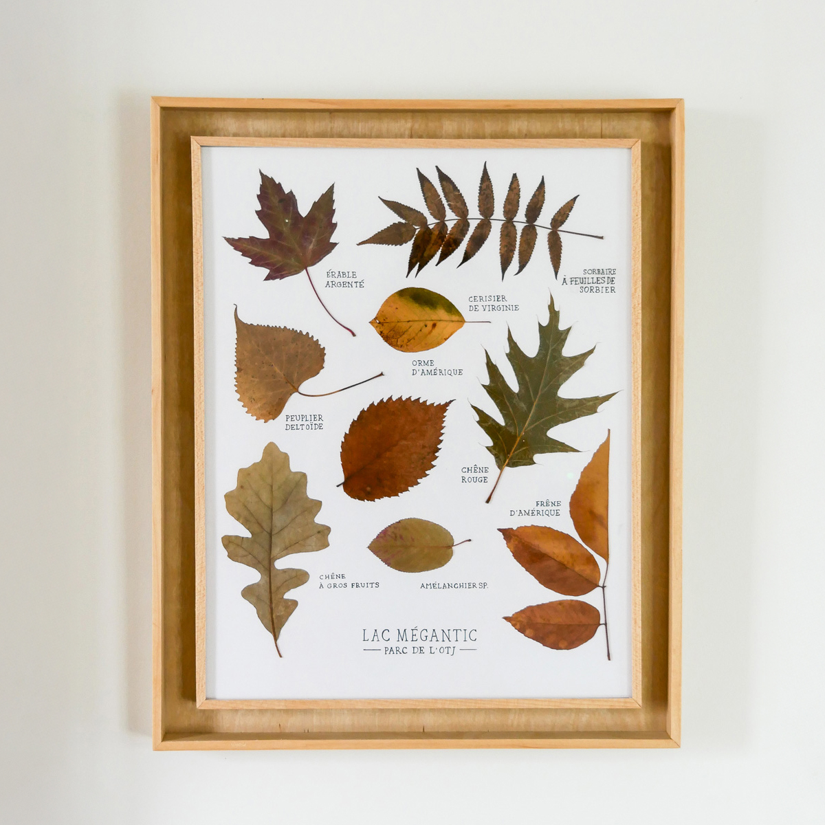 Promenade guidée & Création d’un herbier artistique – ÀLARACINE